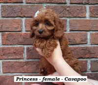 Princess, a female Cavapoo for sale in Clarkrange, TN – 4 of 6