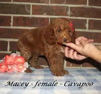 Macey, a female Cavapoo for sale in Clarkrange, TN – 2 of 4