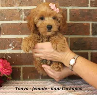 Tonya, a male Cockapoo for sale in Clarkrange, TN – 4 of 6
