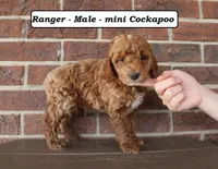 Ranger, a male Cockapoo for sale in Clarkrange, TN – Photo 2 of 5