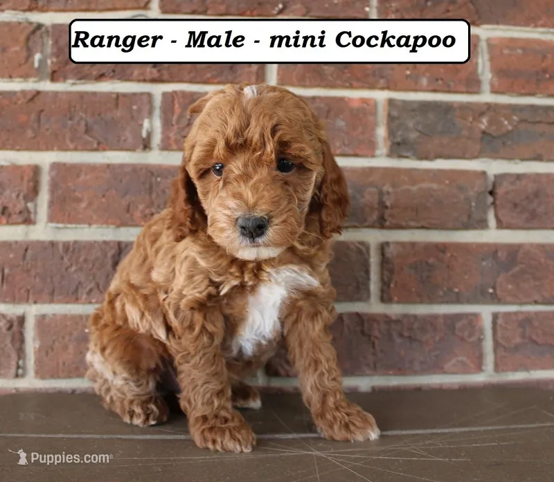 Ranger – Cockapoo puppy for sale in Clarkrange, TN