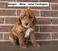 Ranger, a male Cockapoo for sale in Clarkrange, TN – Photo 1 of 5
