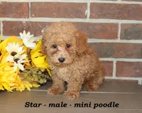 Star, a male Poodle - Toy  for sale in Clarkrange, TN – 4 of 6