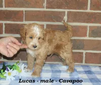 Lucas, a male Cavapoo for sale in Clarkrange, TN – 8 of 10