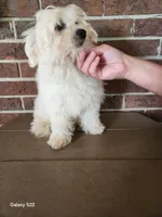 Sierra, a female Shihpoo for sale in Clarkrange, TN – 4 of 8