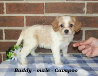 Buddy, a male Cavapoo for sale in Clarkrange, TN – 3 of 6
