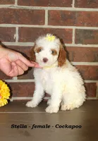 Stella, a female Cockapoo for sale in Clarkrange, TN – 4 of 6
