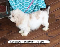 Sweetie, a female Cavapoo for sale in Clarkrange, TN – 5 of 6