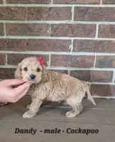 Dandy, a male Cockapoo for sale in Clarkrange, TN – 2 of 6