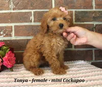 Tonya, a male Cockapoo for sale in Clarkrange, TN – 2 of 6