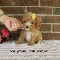 Lexi, a female Cockapoo for sale in Clarkrange, TN – 3 of 5