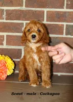 Scout , a male Cockapoo for sale in Clarkrange, TN – 3 of 8