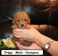 Tripp, a male Cavapoo for sale in Clarkrange, TN – 3 of 3