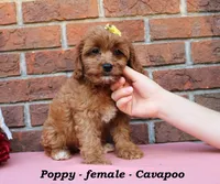 Poppy, a female Cavapoo for sale in Clarkrange, TN – 2 of 6