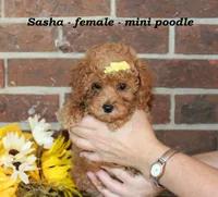 Sasha, a male Poodle - Toy  for sale in Clarkrange, TN – 2 of 6