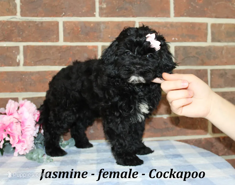 Jasmine – Cockapoo puppy for sale in Clarkrange, TN