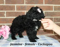 Jasmine, a female Cockapoo for sale in Clarkrange, TN – 1 of 6