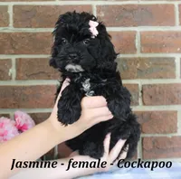 Jasmine, a female Cockapoo for sale in Clarkrange, TN – 2 of 6
