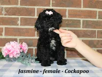 Jasmine, a female Cockapoo for sale in Clarkrange, TN – 4 of 6