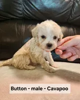 Button, a male Cavapoo for sale in Clarkrange, TN – Photo 3 of 5