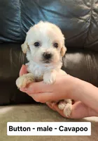 Button, a male Cavapoo for sale in Clarkrange, TN – Photo 1 of 5