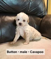 Button, a male Cavapoo for sale in Clarkrange, TN – Photo 2 of 5