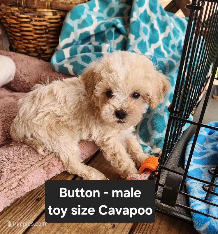 Button – Cavapoo puppy for sale in Clarkrange, TN