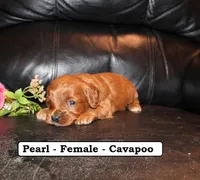 Pearl, a female Cavapoo for sale in Clarkrange, TN – Photo 2 of 7