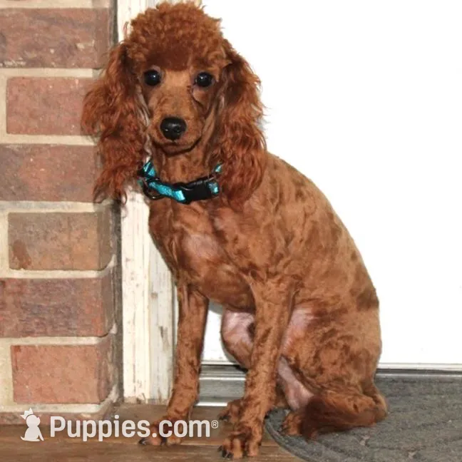 Pearl, a female Cavapoo for sale in Clarkrange, TN – Photo 7 of 7
