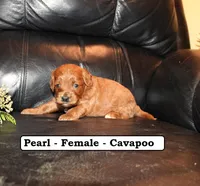 Pearl, a female Cavapoo for sale in Clarkrange, TN – Photo 4 of 7