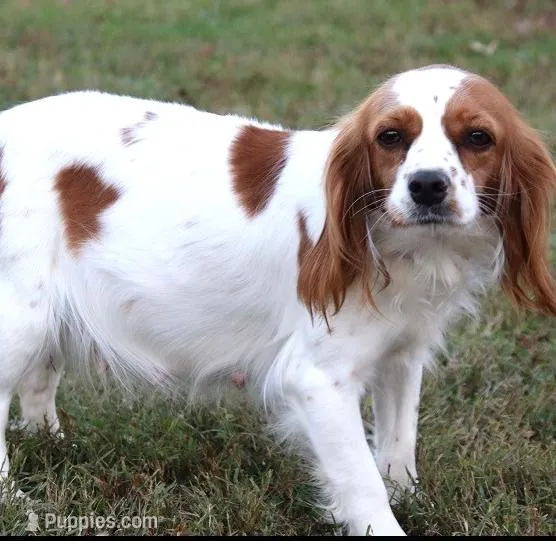 Pearl, a female Cavapoo for sale in Clarkrange, TN – Photo 6 of 7