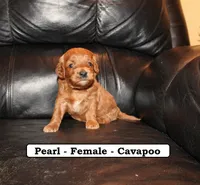 Pearl, a female Cavapoo for sale in Clarkrange, TN – Photo 5 of 7