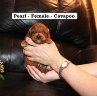 Pearl, a female Cavapoo for sale in Clarkrange, TN – Photo 1 of 7