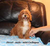 Diesel, a male Cockapoo for sale in Clarkrange, TN – 5 of 9