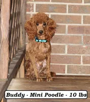 Diesel, a male Cockapoo for sale in Clarkrange, TN – 8 of 9