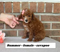 Summer, a female Cavapoo for sale in Clarkrange, TN – 3 of 6
