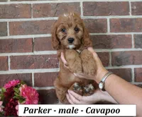 Parker, a male Cavapoo for sale in Clarkrange, TN – 2 of 6