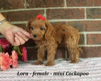 Lora, a female Cockapoo for sale in Clarkrange, TN – 4 of 6