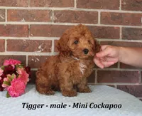 Tigger, a male Cockapoo for sale in Clarkrange, TN – 4 of 6