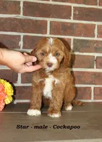 Star, a male Cockapoo for sale in Clarkrange, TN – 3 of 6