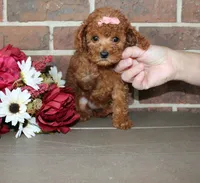 Rosie, a female Cavapoo for sale in Clarkrange, TN – 2 of 7