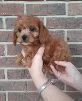 processed/a2d0cde6-820f-4a8c-a686-47213e8e9917/listing/e88897a7-8800-4ea5-bfa2-15dc921fcc73/2a42dab7-495b-4037-8b4b-5f9baa4cd996