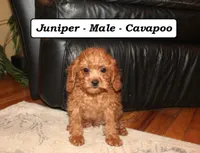 processed/a2d0cde6-820f-4a8c-a686-47213e8e9917/listing/e88897a7-8800-4ea5-bfa2-15dc921fcc73/688faf71-39a5-48aa-aae1-1e6276f75855