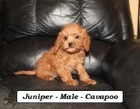 processed/a2d0cde6-820f-4a8c-a686-47213e8e9917/listing/e88897a7-8800-4ea5-bfa2-15dc921fcc73/7b318674-101d-4ab4-85f0-c9a8d171c49e