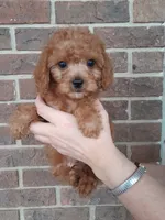 processed/a2d0cde6-820f-4a8c-a686-47213e8e9917/listing/e88897a7-8800-4ea5-bfa2-15dc921fcc73/adc1bb89-8e26-42c3-ae3b-052913f871be