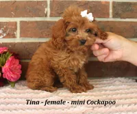 Tina, a female Cockapoo for sale in Clarkrange, TN – 3 of 6