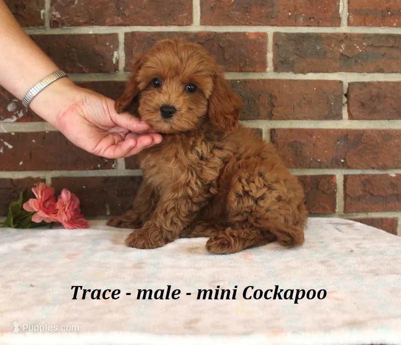 Trace – Cockapoo puppy for sale in Clarkrange, TN
