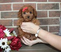 Roxie, a female Cavapoo for sale in Clarkrange, TN – 3 of 8