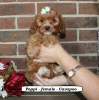 Poppi, a female Cavapoo for sale in Clarkrange, TN – 3 of 7