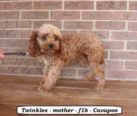 Bobo, a male Cavapoo for sale in Clarkrange, TN – 4 of 5
